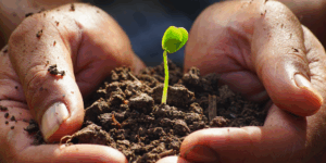 PANCS: Conheça as Plantas Alimentícias Não Convencionais
