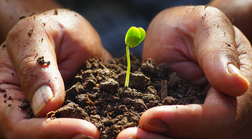 PANCS: Conheça as Plantas Alimentícias Não Convencionais