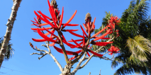 Chá de mulungu: conheça os 6 principais benefícios