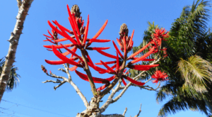 Chá de mulungu: conheça os 6 principais benefícios