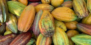 Cacau e a saúde: um alimento aliado do bem-estar