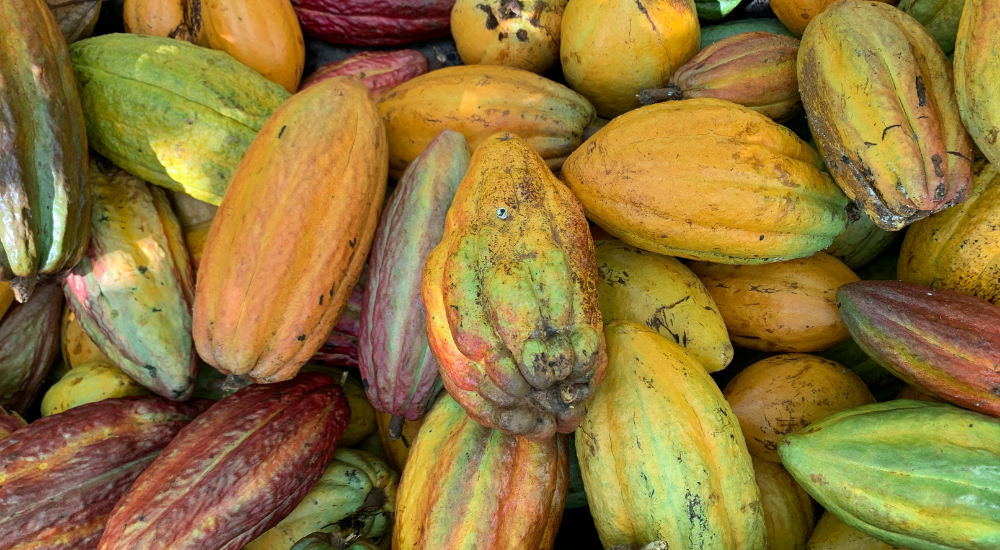 Cacau e a saúde: um alimento aliado do bem-estar
