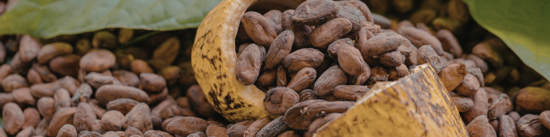 O que é o cacau e por que ele chama tanta atenção da ciência?