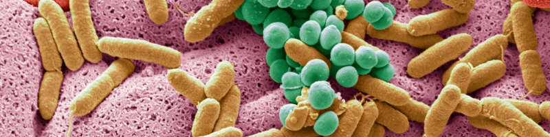 O que é a microbiota intestinal
